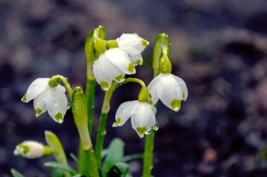İlkbaharda ormanda bulanık bir zeminde yağmur damlaları olan beyaz kar damlaları.