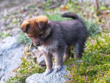 Bahçede küçük kahverengi bir köpek yavrusu