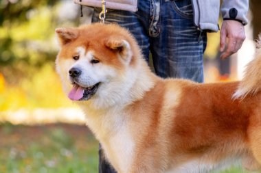 Köpek, Shiba-inu 'yu parkta sahibinin yanında tasmalı olarak yetiştiriyor.