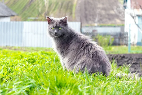 Gray Fluffy Cat Sits Garden Green Grass — Stock Photo, Image