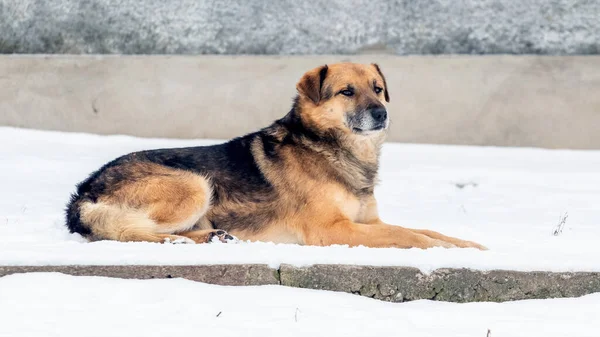 冬には大きな茶色の犬が雪の中に横たわっている — ストック写真