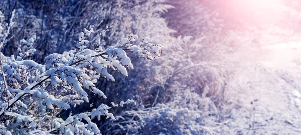 冬天阳光灿烂的早晨 在早晨的阳光下 植物被毛茸茸的雪覆盖着 — 图库照片
