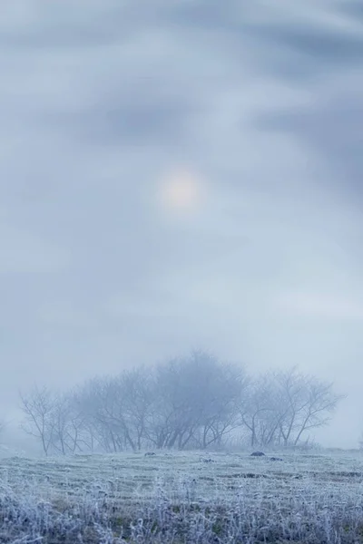 Paisagem Inverno Com Plantas Cobertas Geada Uma Manhã Nebulosa Sol — Fotografia de Stock