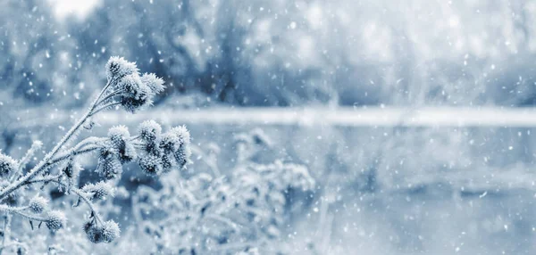 Зимний Пейзаж Снежными Растениями Реки Время Снегопада — стоковое фото