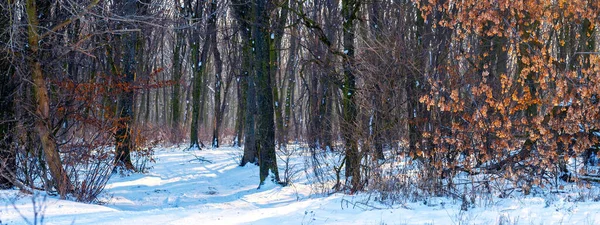 Snow Covered Winter Forest Bare Trees Sunny Weather Panorama — Stock Photo, Image