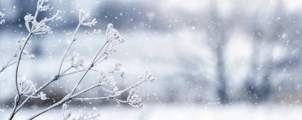Зимний Фон Замерзшими Ветвями Растений Лесу Фоне Деревьев Время Снегопада — стоковое фото