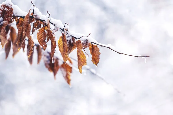 Pokryta Śniegiem Gałąź Drzewa Lesie Jasnym Niewyraźnym Tle — Zdjęcie stockowe