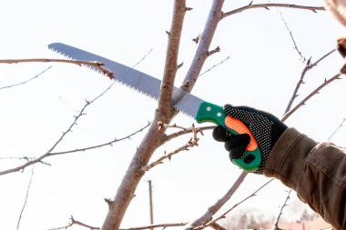 Bahçıvanın biri testereyle ağacın dallarını kesiyor.