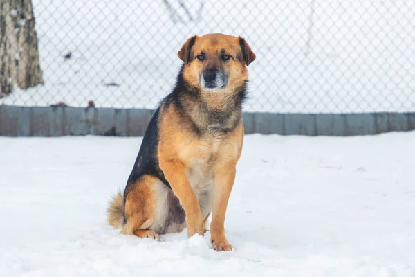 冬は大きな犬が雪の上に座っている — ストック写真