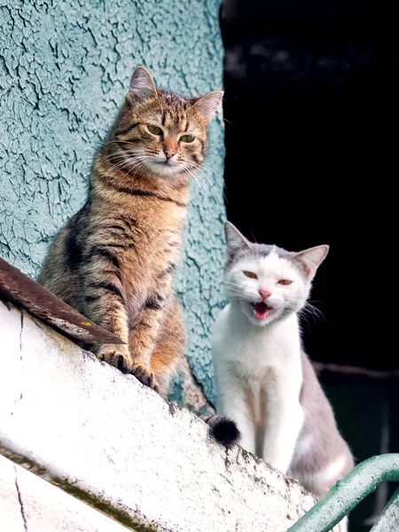 Kedi Bir Kır Evinin Çatı Katının Girişinde Oturuyorlar — Stok fotoğraf