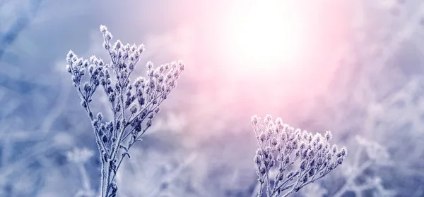日の出に冬の牧草地で植物の霜で覆われた枝 — ストック写真