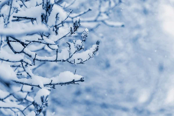 겨울에는 눈덮인 가지들 배경을 가지고 — 스톡 사진