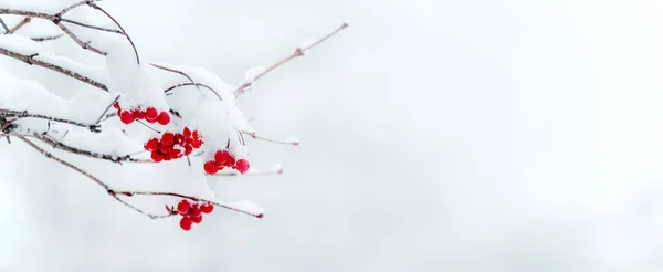 Pokryte Śniegiem Skupiska Viburnum Czerwonymi Jagodami Zimie Jasnym Tle Przestrzeń — Zdjęcie stockowe