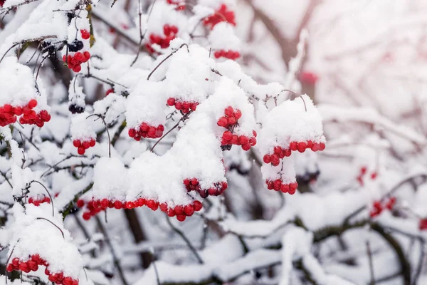 Pokryte Śniegiem Grona Viburnum Czerwonymi Jagodami Słoneczną Pogodę — Zdjęcie stockowe