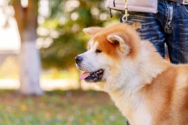 Köpek, Shiba-inu 'yu parkta sahibinin yanında tasmalı olarak yetiştiriyor.