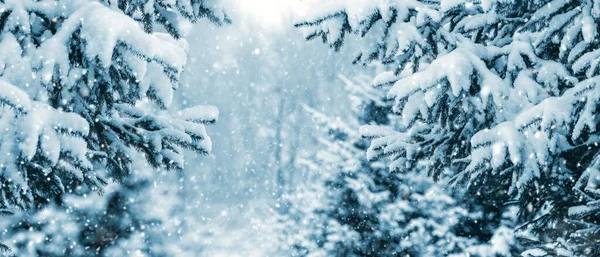 Hóval Borított Fenyőfákkal Borított Téli Erdő Hóesés Idején — Stock Fotó