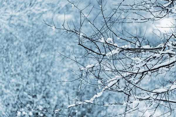 森の中や庭の雪の木の枝を背景に — ストック写真