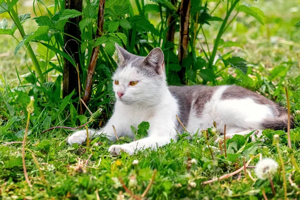 Een Wit Gevlekte Kat Ligt Tuin Het Groene Gras Bij — Stockfoto