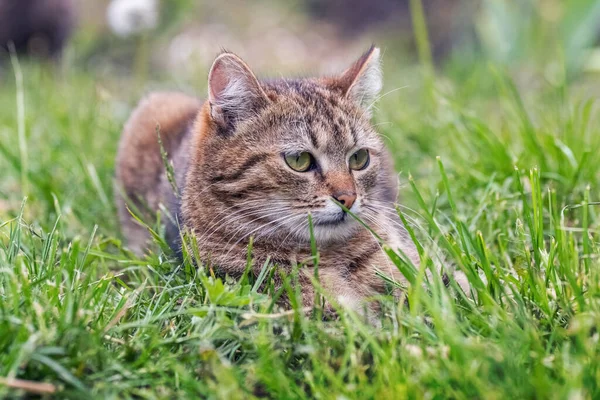 Eine Gestromte Katze Liegt Garten Grünen Gras — Stockfoto