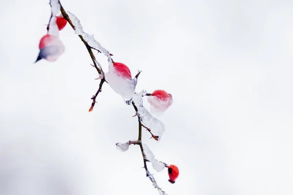 Ice Covered Rosehip Branch Red Berries Light Background — Stock Photo, Image