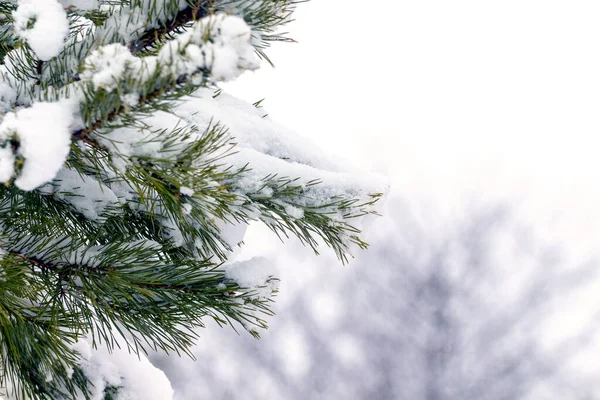 Snow Covered Spruce Branch Forest Light Background Stock Image
