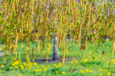 Baharda, güneşli havalarda ağaçkakan dalları