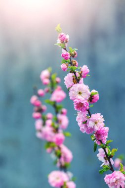 Güneş ışığında büyük yemyeşil çiçekli bir sakura dalı.