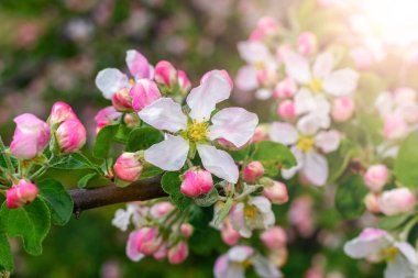 Pembe çiçekli ve güneşli havalarda tomurcuklanan bir elma dalı.