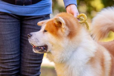 Shiba Inu köpeğinin yakın çekimi sahibinin yanındadır.