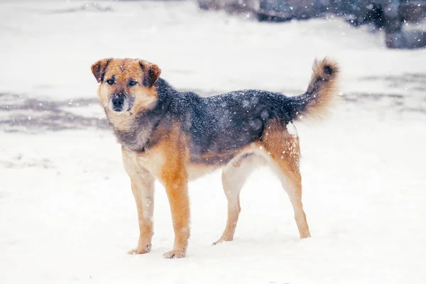 冬の雪に覆われた大きな犬 — ストック写真