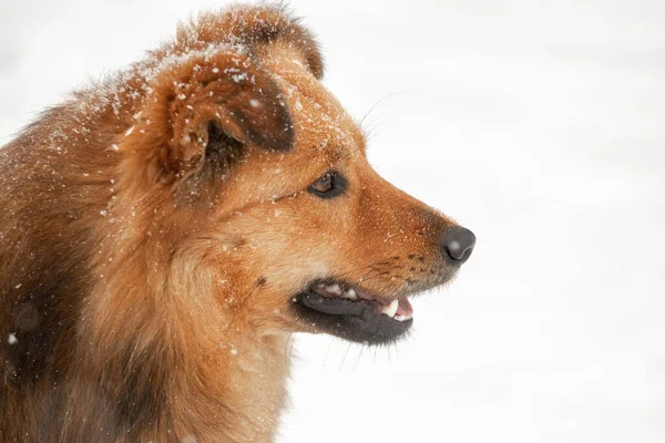 冬の雪の中で茶色の犬 犬のクローズアッププロフィール肖像画 — ストック写真