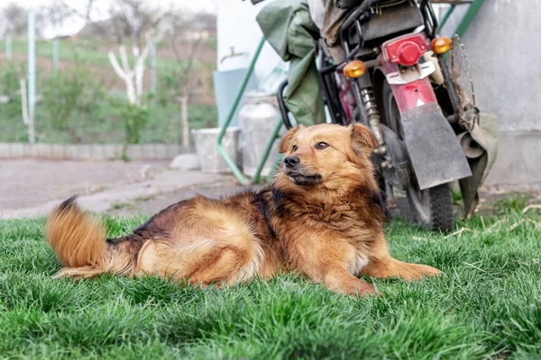 Een Grote Bruine Hond Ligt Het Gras Bij Een Motorfiets — Stockfoto