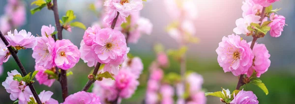 Sakura Takken Met Grote Weelderige Bloemen Bij Zonnig Weer Sakura — Stockfoto