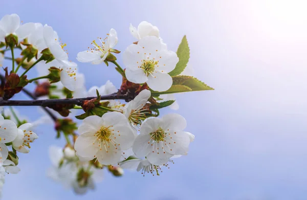 stock image Cherry flowers on the background of the sky in sunny weather. Cherry blossoms