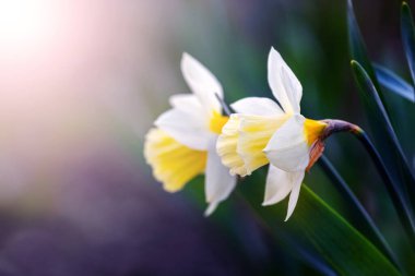 White daffodils in the garden on a dark background in a sunbeam clipart