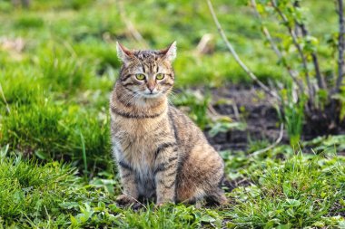 Genç, kahverengi bir tekir kedi üzümlü bir çalılığın yanındaki çimlerin üzerinde oturuyor..