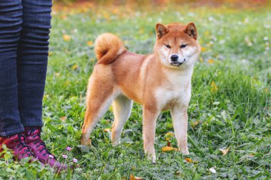 Shiba-inu cinsi bir köpek sahibinin yanında yürürken parkta ürer.