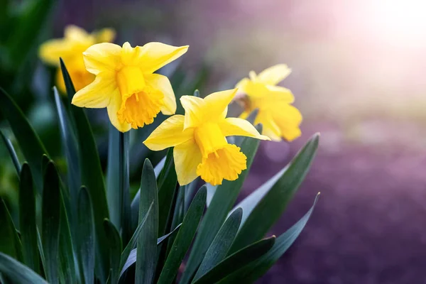 Gula Påskliljor Rabatt Våren Soligt Väder — Stockfoto