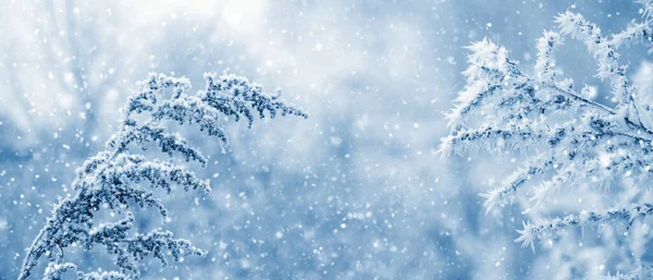 Атмосферный Зимний Вид Снегом Замерзшими Растениями Размытом Фоне Время Снегопада — стоковое фото