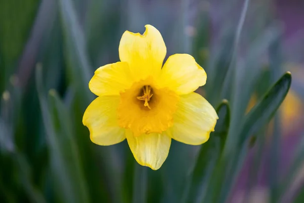 Yellow Daffodils Flower Bed Spring Sunny Weather — Stock Photo, Image