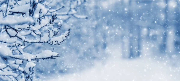 Снегопад Зимнем Лесу Зимний Фон Снежной Веткой Деревьев Размытом Фоне — стоковое фото