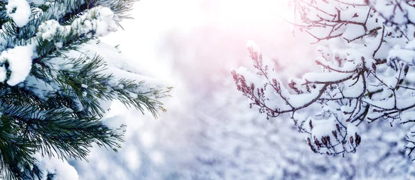 Ośnieżone Drzewa Zimowym Lesie Słoneczną Pogodę — Zdjęcie stockowe