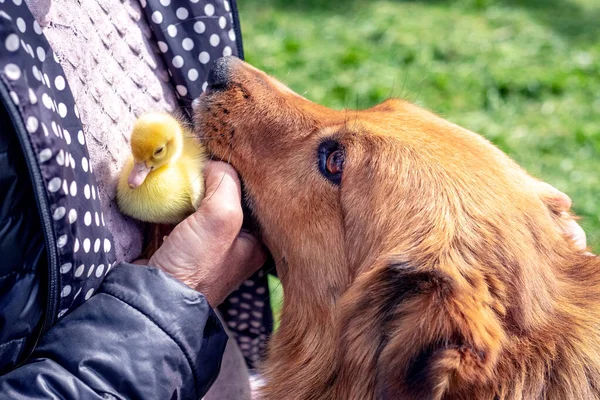 一位老妇人在一只毛茸茸的大狗旁边 手里拿着一只黄色的小鸭 狗和小鸡 — 图库照片