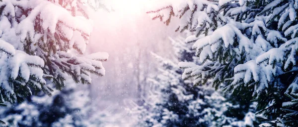 Hóval Borított Fenyőfák Erdőben Napsütéses Időben Közelről Karácsonyi Újévi Üdvözlőlap — Stock Fotó