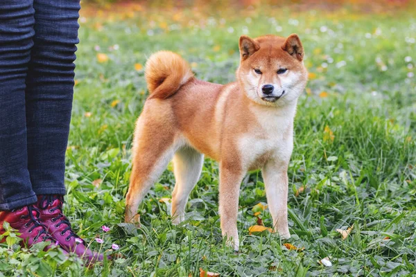 Hund Shiba Inu Rasen Parken Promenad Bredvid Sin Ägare — Stockfoto
