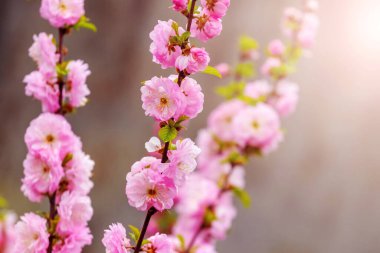 Güneşli bir havada, arka planda yemyeşil pembe çiçekli Sakura dalları