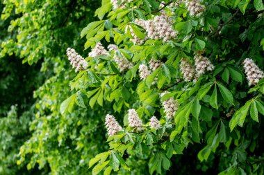 Güneşli havada beyaz çiçekli kestane. Kestane çiçekleri