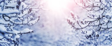 Güneş doğarken ormandaki ağaçların dalları karla kaplıydı. Kış Ormanı