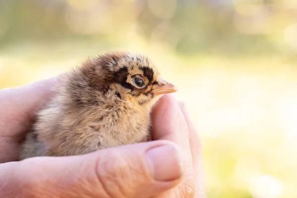A woman holds a small fluffy chicken in her hands