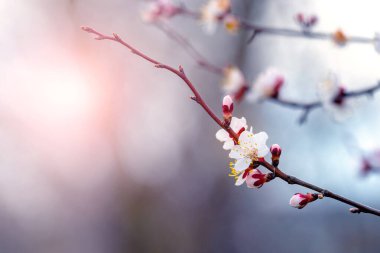Kiraz eriği çiçekleri. Gün batımında güneşli havada çiçekli kirazlı erik.